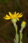 Cottony goldenaster